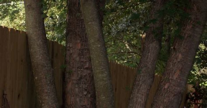 Do silver maples have multiple trunks?