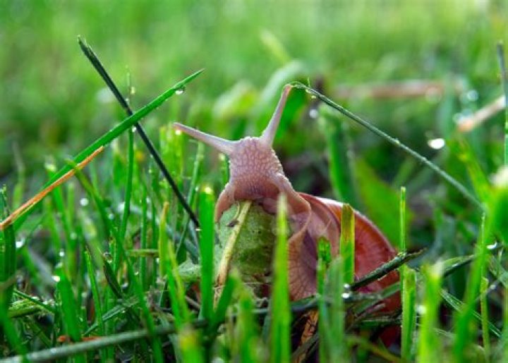 Do snails hurt your lawn?