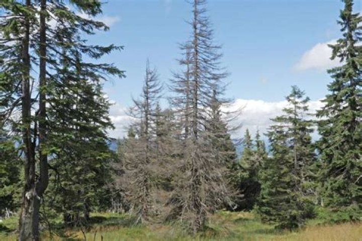 Do spruce trees die from the bottom up?