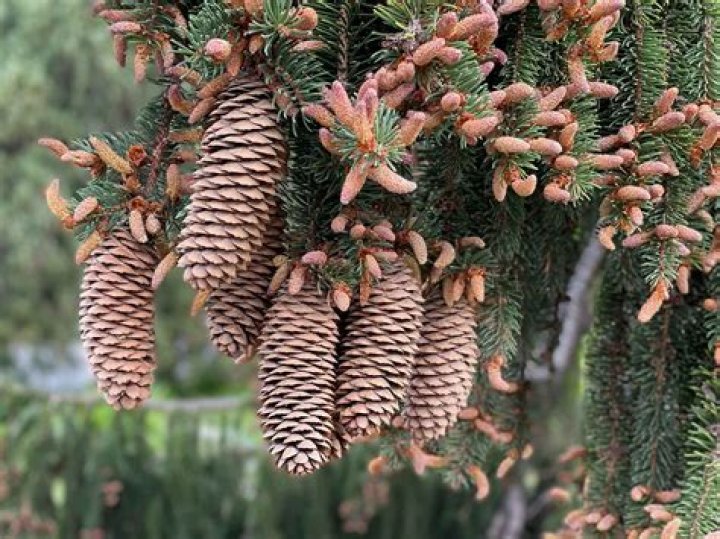 Do spruce trees get rust?