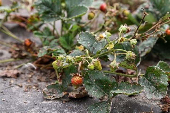 Do strawberry plants die after bearing fruit?