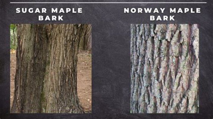 Do sugar maples shed bark?