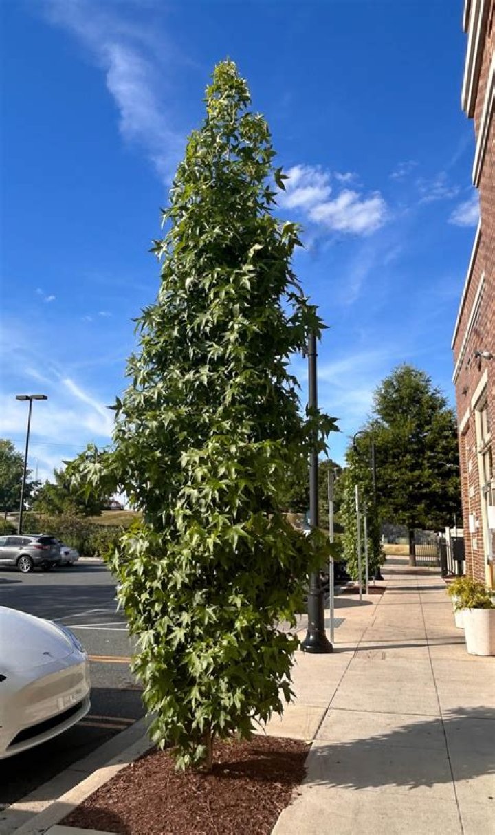 Do sweetgum trees grow in Massachusetts?
