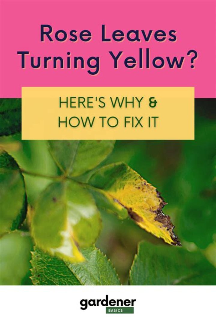 Do the bottom leaves are turning yellow?