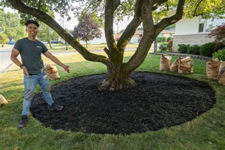 Do trees grow better with mulch?