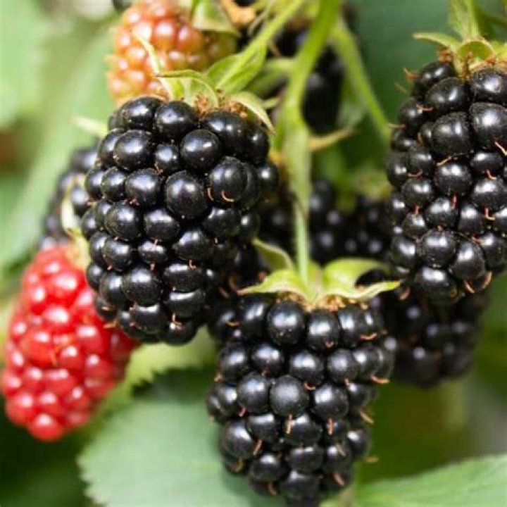 Do Triple Crown blackberries need a trellis?