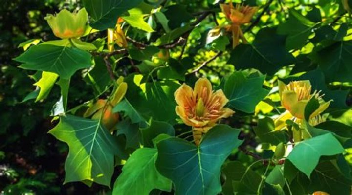 Do tulip trees bloom all summer?