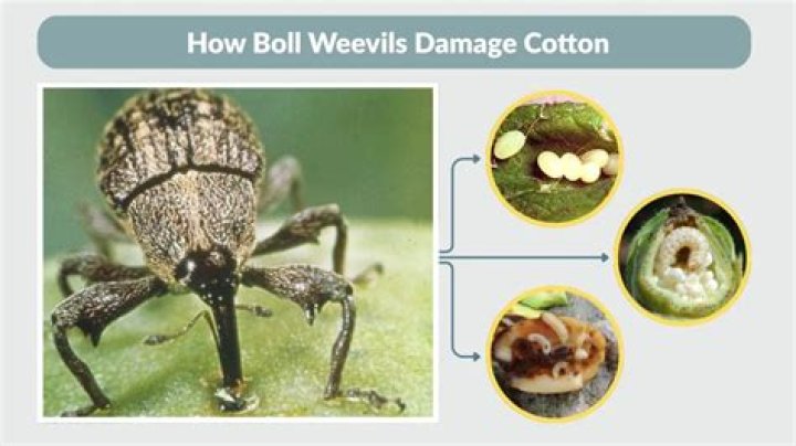 Do weevils eat cotton?