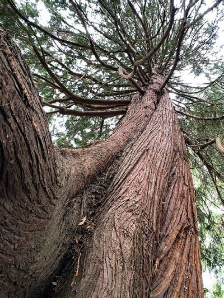 Do western red cedars have deep roots?