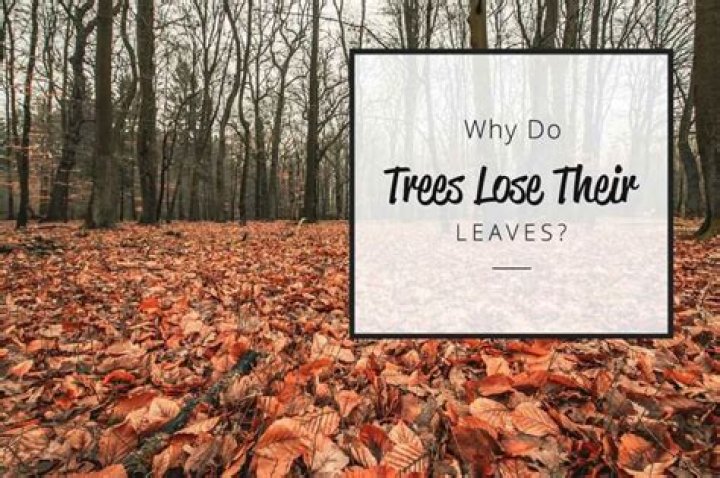 Do willow trees lose their leaves early?