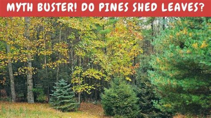 Do willow trees shed their leaves?
