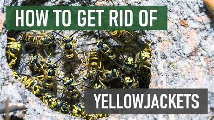 Do yellow jackets return to old nests?