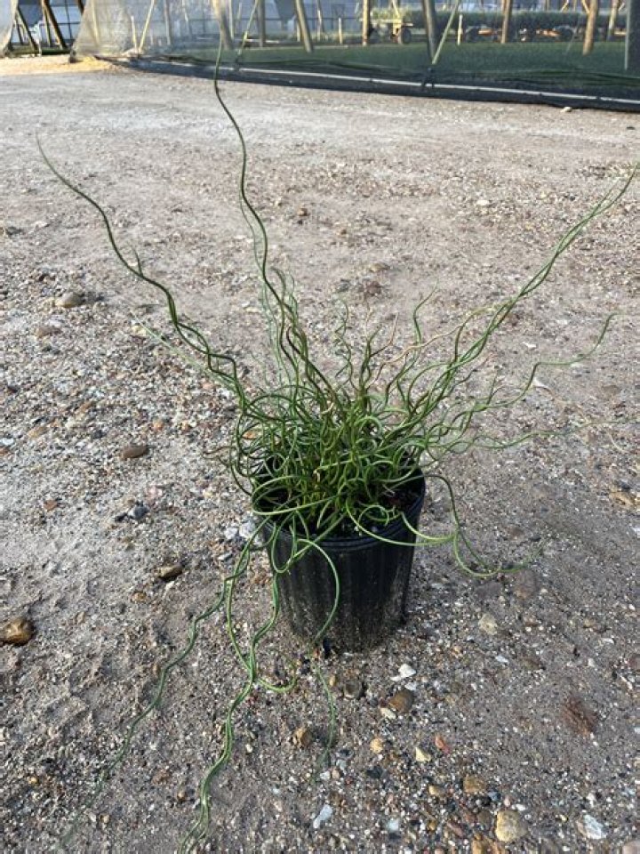 Do you cut back corkscrew grass?