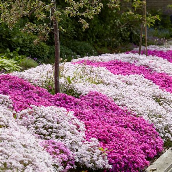 Do you cut back creeping thyme in the fall?