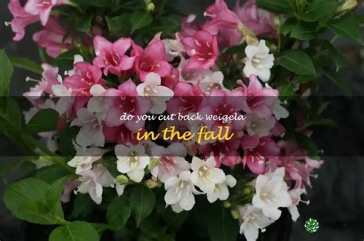 Do you cut back weigela in the fall?