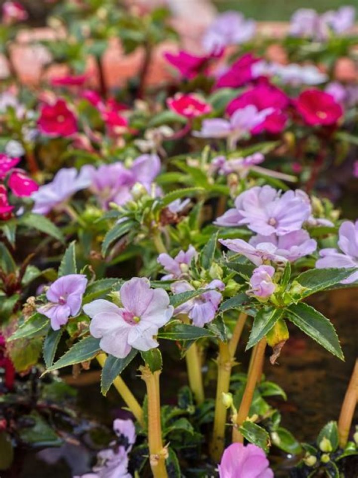 Do you have to plant impatiens every year?