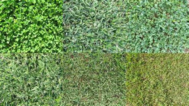 Do you know the names of the different types of grass?