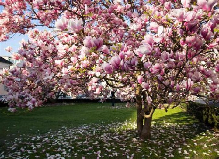 Do you need 2 magnolia trees?