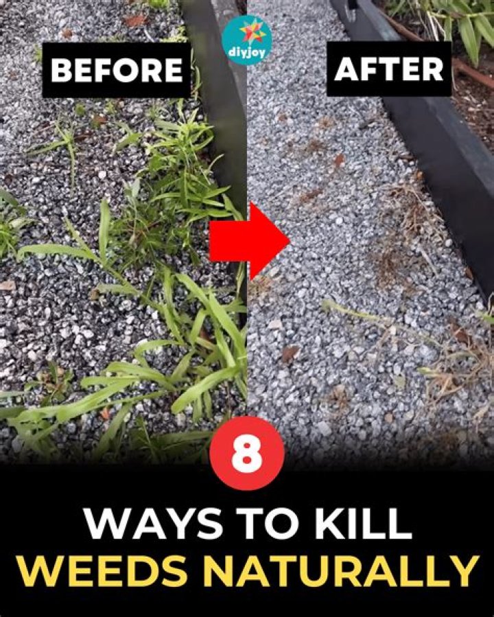 Do you need to kill weeds before Rototilling?