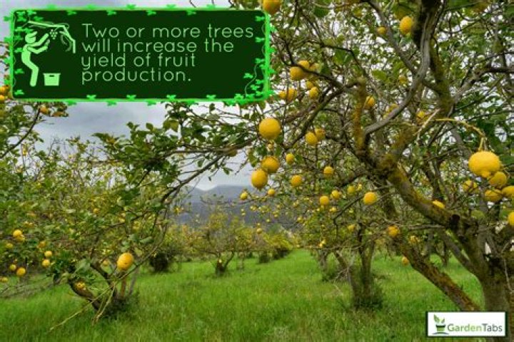 Do you need two fruit trees to produce fruit?