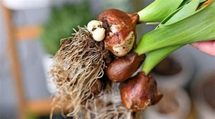 Do you only get one tulip per bulb?