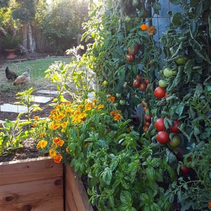 Do you plant tomatoes and asparagus in same bed?