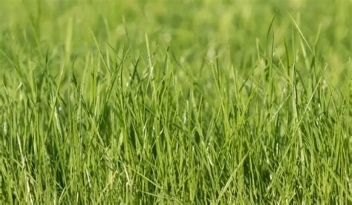 Does annual ryegrass come back every year?