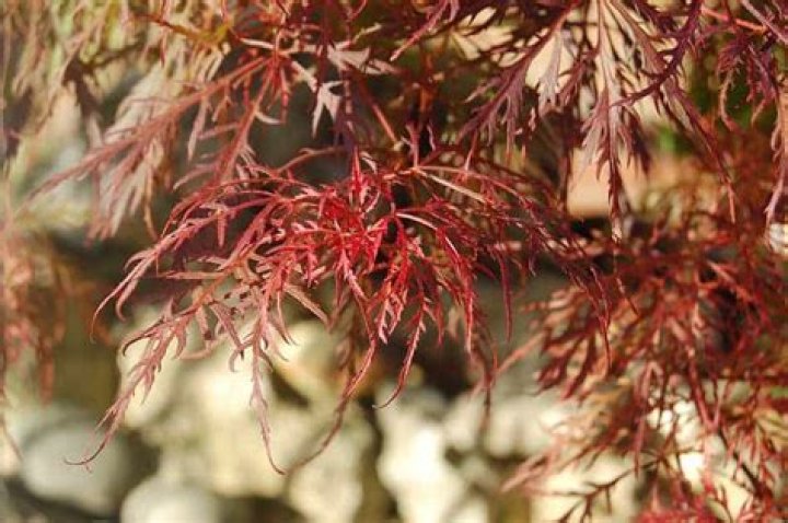 Does Bloodgood Japanese maple lose leaves in winter?