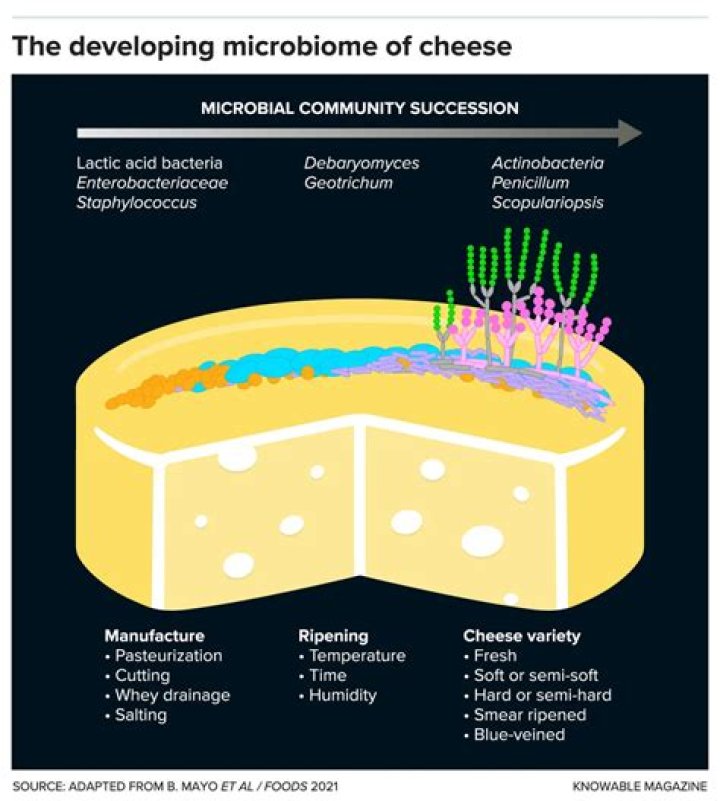 Does cheese need bacteria?