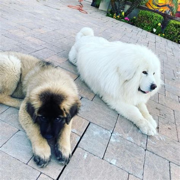 Does Chris Brown have any pets?
