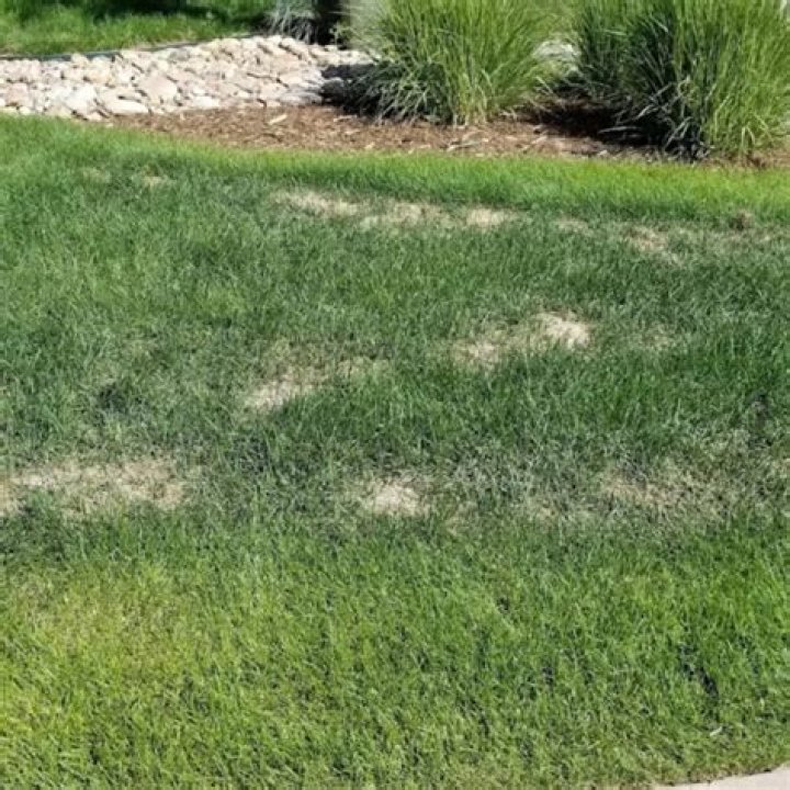 Does crossbow kill lawn grass?