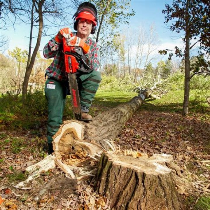 Does cutting down a tree include stump removal?