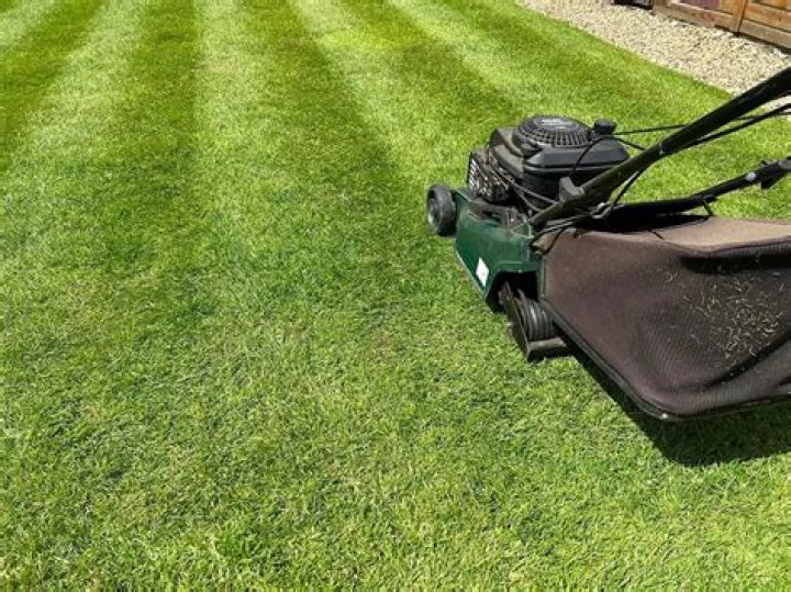 Does cutting grass cause it to grow faster?