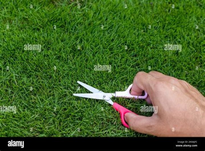 Does cutting grass encourage new growth?