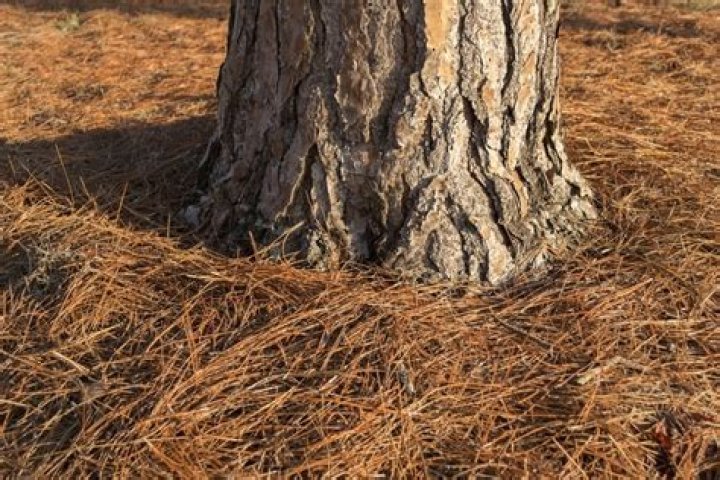 Does cutting off dead branches help a pine tree?