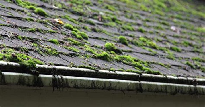 Does dawn kill roof moss?