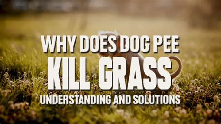 Does dog urine always kill grass?