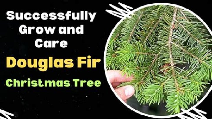 Does Douglas-fir have deep roots?