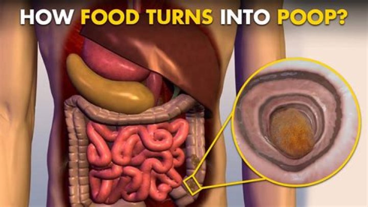 Does food turn into pee?