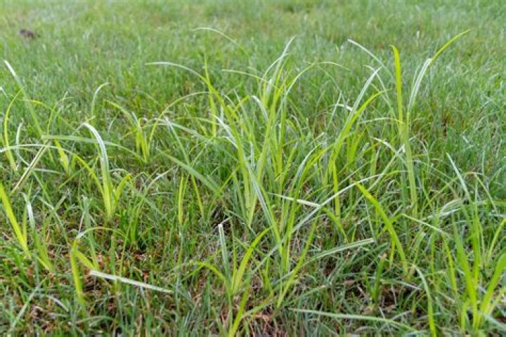 Does glyphosate kill dallisgrass?