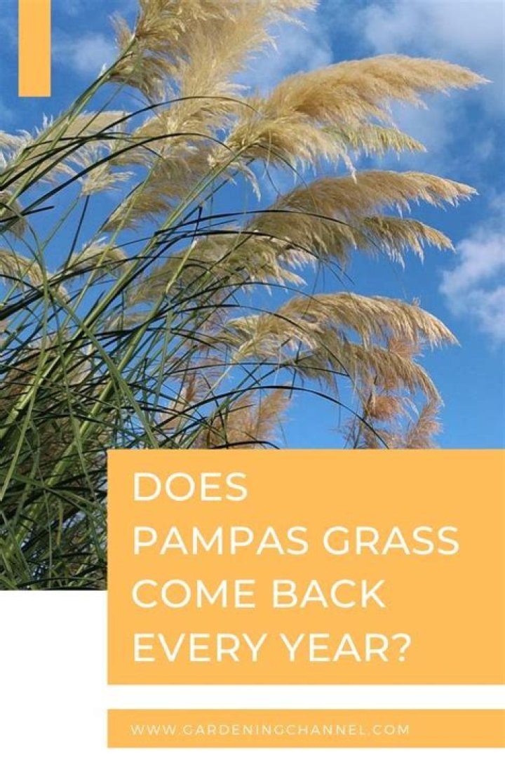 Does grass come back every year?