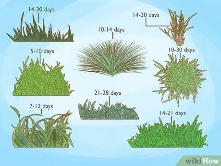 Does grass come before shrubs?