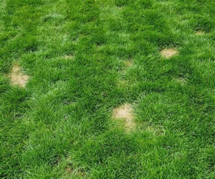 Does grass die without sunlight?