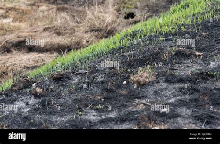Does grass grow back after burned?