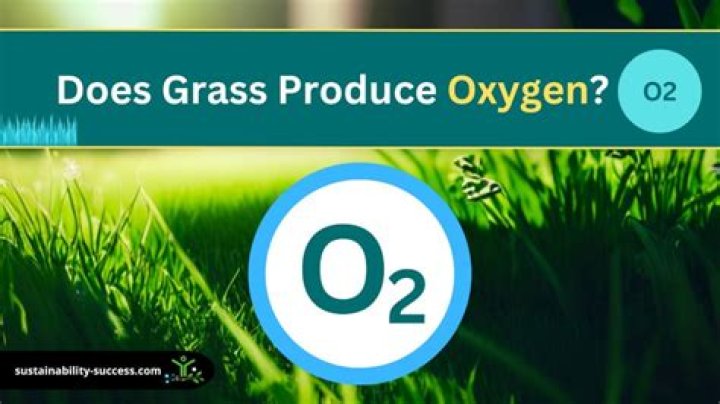 Does grass produce energy?