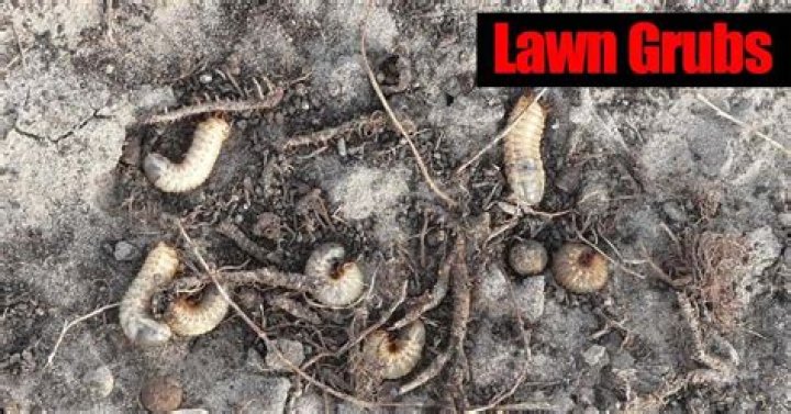 Does grub treatment kill earthworms?
