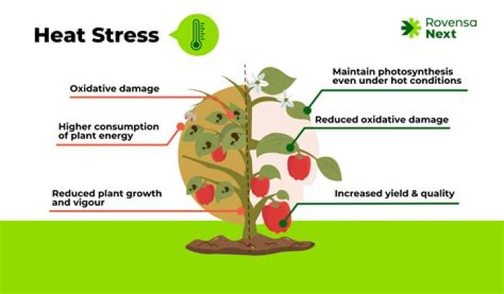 Does heat affect trees?