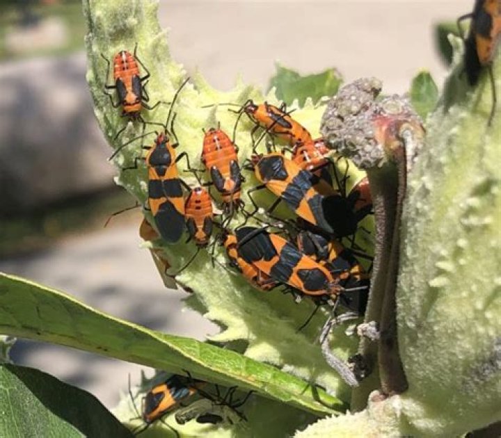 Does hibiscus attract bugs?
