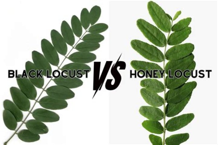 Does honey locust lose leaves?
