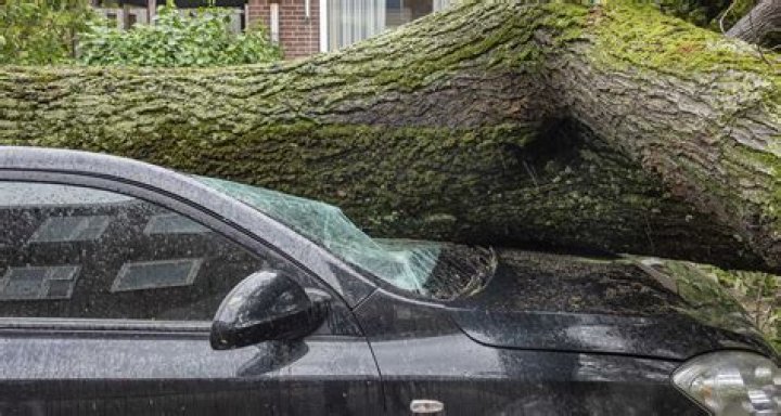 Does insurance cover if tree falls on car?